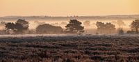 Mist en rijp op de heide