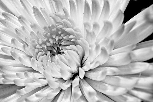 Witte Dhalia