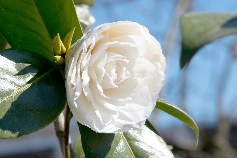 Camellia japonica blanc par Ivonne Fuhren- van de Kerkhof