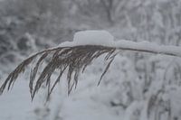 Schnee auf einem Zweig