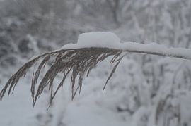 snow on a twig by Inge Schoonenberg
