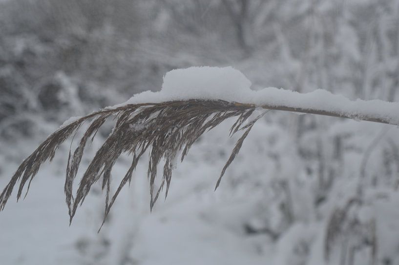 snow on a twig by Inge Schoonenberg