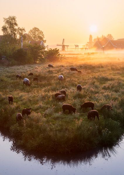 Zaanse Schans at sunrise by Thijs Friederich