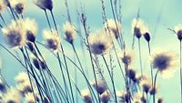 Paardenbloemen