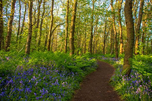 Footpath through the forest