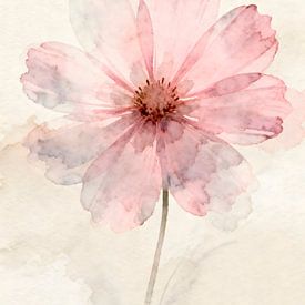 Cosmea in dusky pink and mauve – a poetic watercolour painting by Kristin M