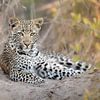 Un jeune léopard attentif sur Jos van Bommel