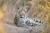 Een oplettend jong luipaard van Jos van Bommel thumbnail