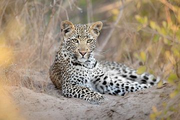 An attentive young leopard