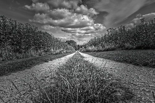 Chemin de terre avec nuages