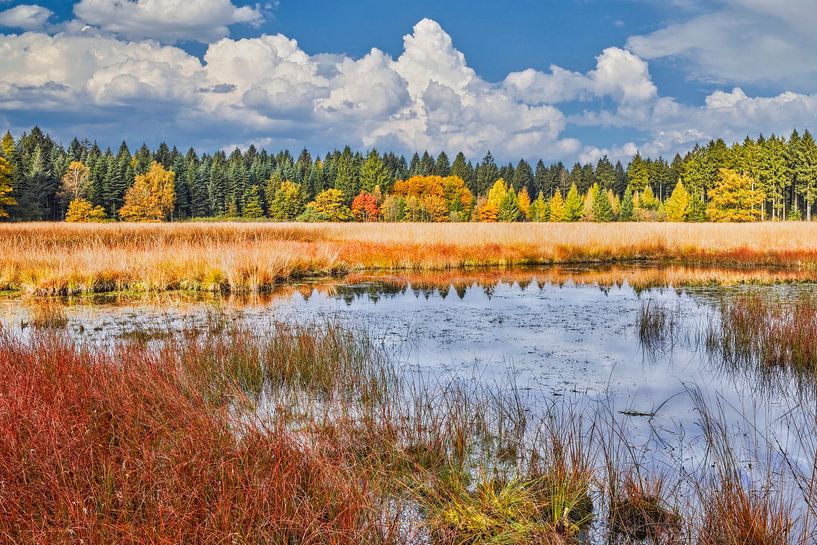 Autumn in the forest by eric van der eijk