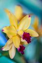 Cattleya Orchidee von Steffen Gierok Miniaturansicht