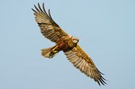 Marsh Harrier by Menno Schaefer thumbnail