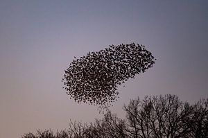 Stargruppe mit fliegenden Vögeln am Himmel bei Sonnenuntergang
