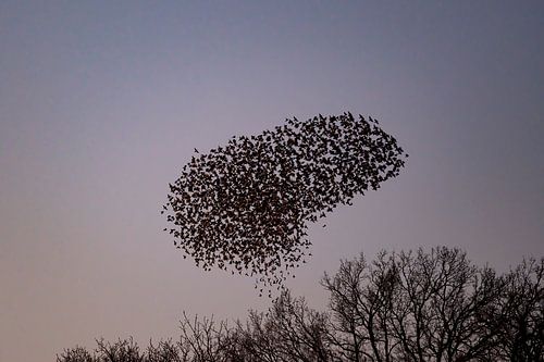 Spreeuwen in de lucht tijdens zonsondergang