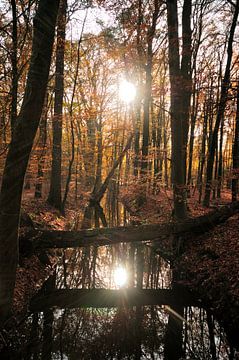 Waldbach von Erik Reijnders