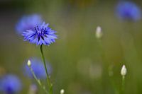 korenbloemen