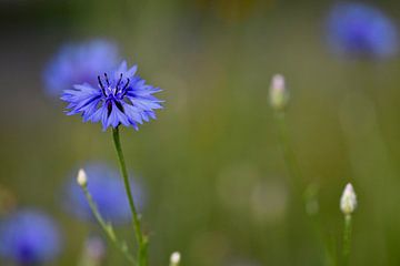 korenbloemen sur Mieke Verkennis