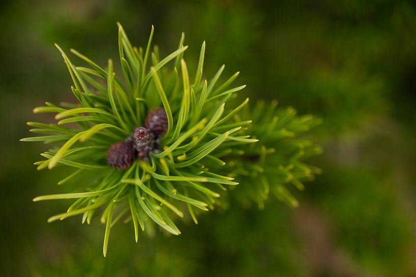 O pine tree by Carlijn Buil
