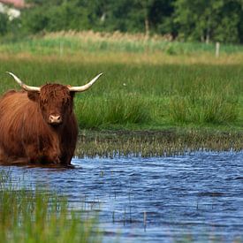 Schotse hooglander te water von Chris Smid