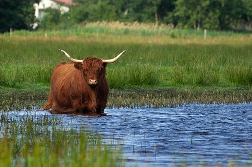 Schotse hooglander te water