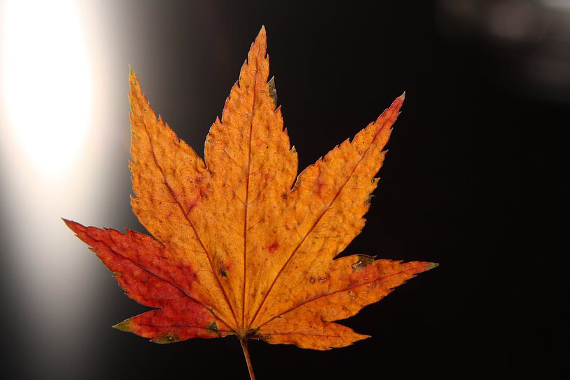 Die langen dunklen Herbstnächte von Wim Zoeteman