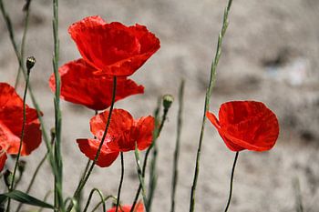 Les marguerites rouges