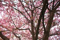 Blossoming tree in spring in the spa gardens near Bad Neustadt