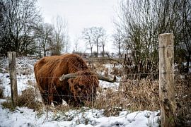 Scottish highlander by Bas Quaedvlieg