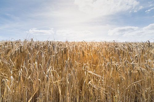 Panorama van een veld met koren in zonnestralen in de oogsttijd