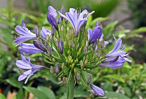 Afrikanische Schmucklilie