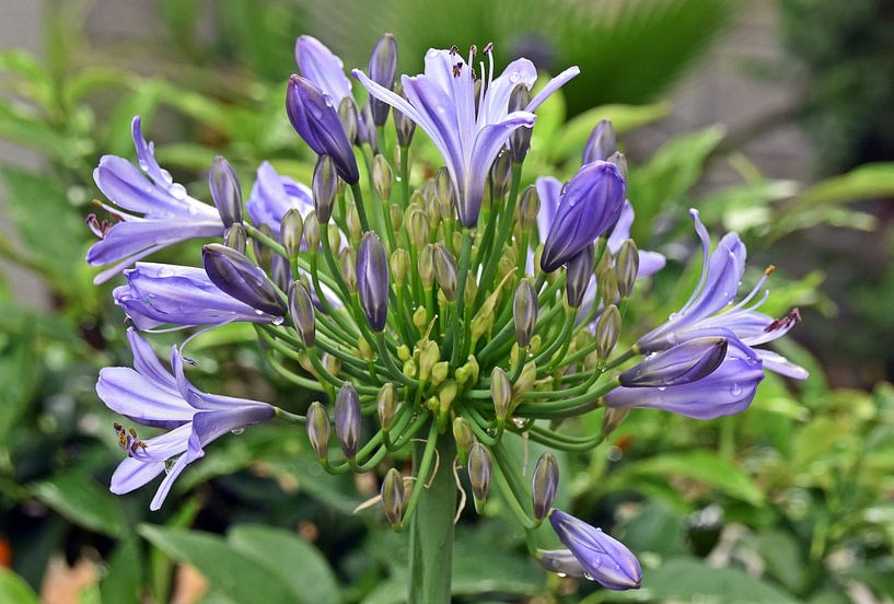 African Jewellery Lily by Werner Lehmann