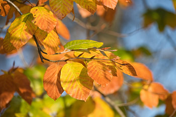 Feuille d'automne aux Oisterwijkse Vennen