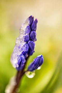 Blue grape with ice cream by FotoSynthese