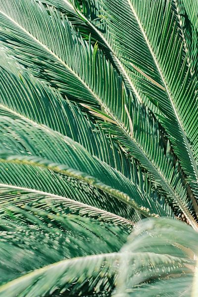 Palmier vert à Valence // Espagne // Photographie de voyage et de nature par Diana van Neck Photography
