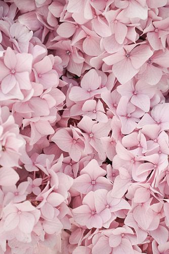 Pastel Roze Hortensia Bloesem