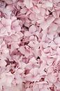 Pastel Pink Hydrangea Blossom by Henrike Schenk thumbnail