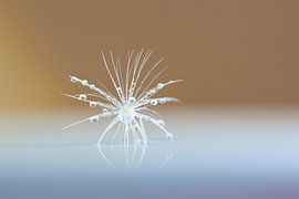 Dandelion bug with water droplets by shoott photography