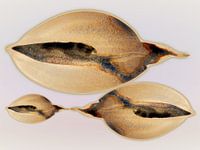 Warm Shell Dawn Aqua 985 -Soft Minimalist Coastal Print in Sandtönen und Pearl Light