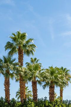 Tropische palmen van Melanie Viola