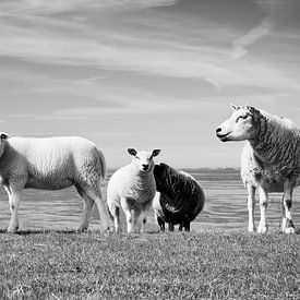Black and white photo, sheep on the dyke by Sara in t Veld Fotografie