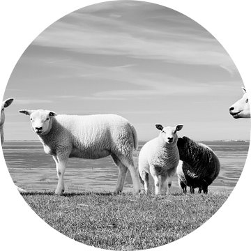 Zwart wit foto, schapen op de dijk van Sara in t Veld Fotografie