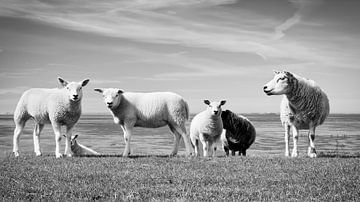Photo noir et blanc, moutons sur la digue