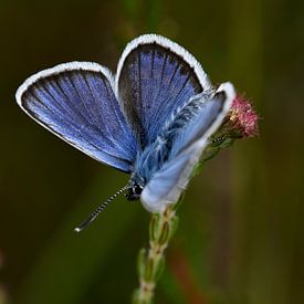 Vlinder Heideblauwtje (vierkant) van SchoutenFoto