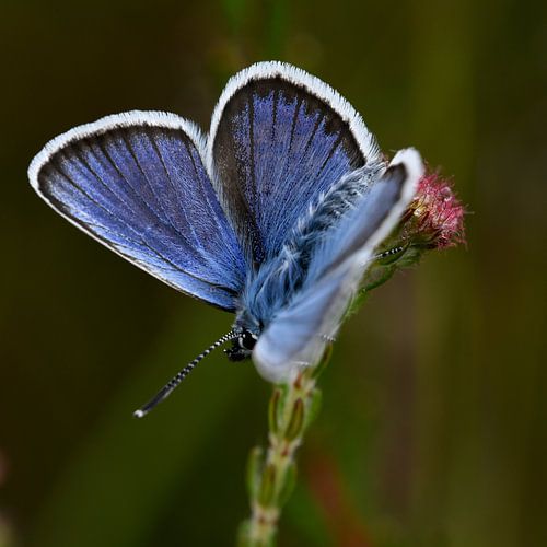 Vlinder Heideblauwtje (vierkant)