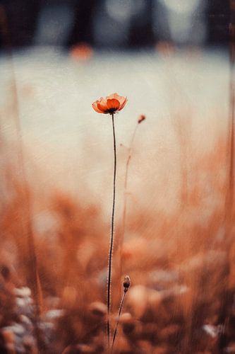 Nostalgic Nature No 10