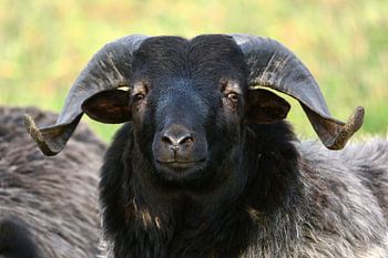 Der Boss (ein Schaf)