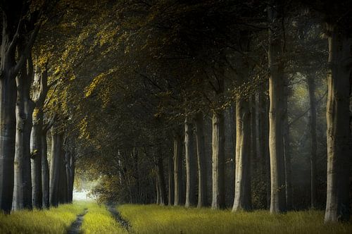 Evening Shadows