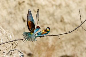 Bunte Bienenfresser