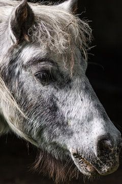 Pony Porträt von Rolf Pötsch